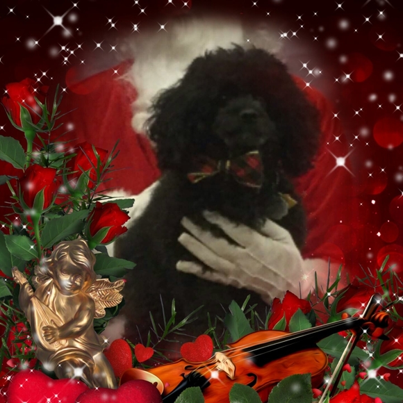 Meet your Posher, Bugsy - Picture 1 of 1